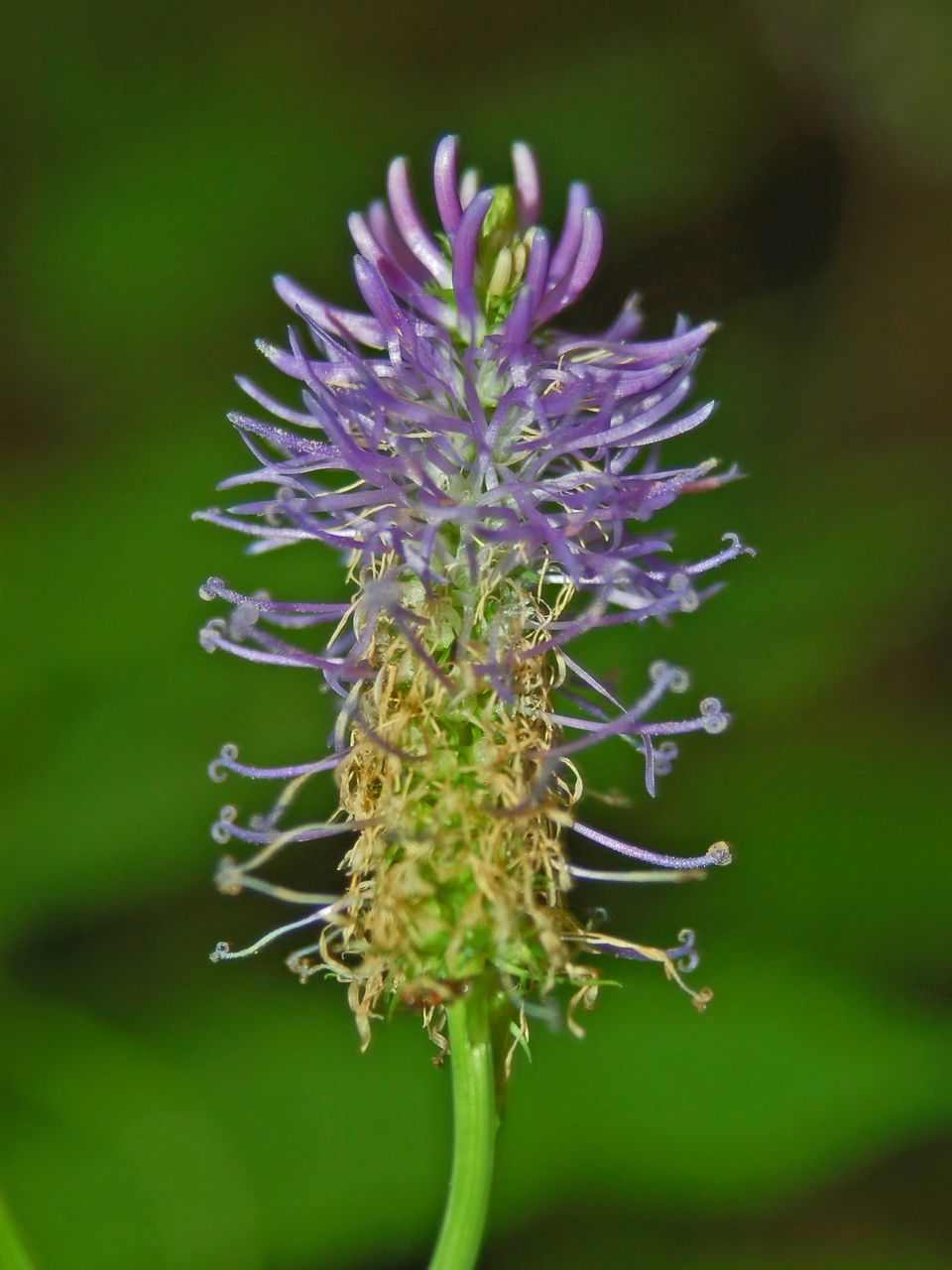 Un unico fiore - Phyteuma sp.